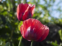 Mohn, Schlaf-